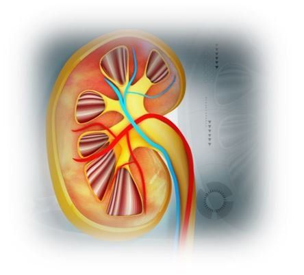 Hep-c infected kidneys is safe