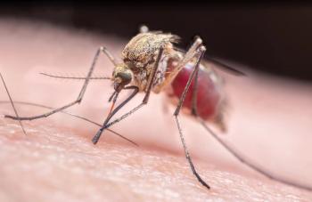 close up mosquito biting person: © Stephen A. Waycott - stock.adobe.com