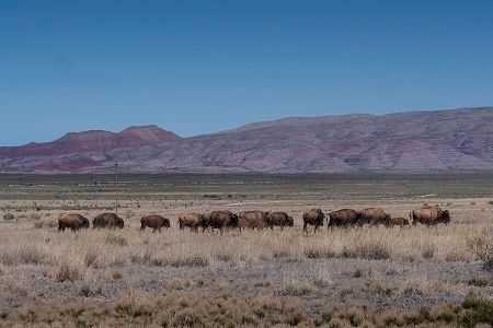 Travel, New Mexico, Colorado, Western, Horses, Photography