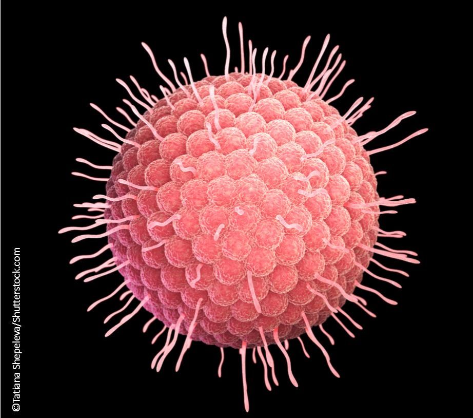 Shingles virus