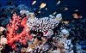 Marine Compound May Provide New Treatment for Neuropathic Pain