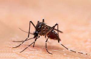 Aedes aegypti mosquito dengue fever © frank29052515 - stock.adobe.com
