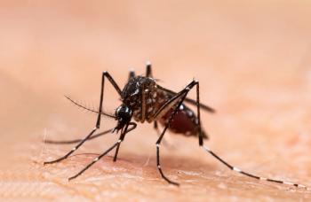 Aedes aegypti mosquito dengue fever © frank29052515 - stock.adobe.com