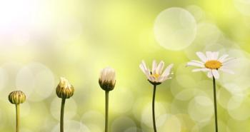 flower blooming