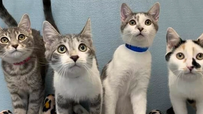 After Hours: Animal Rescue