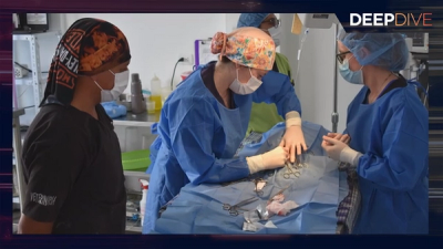 Deep Dive: Into Volunteer Veterinarians and Amici Cannis