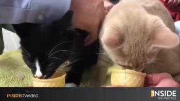 Inside the Practice: Inside Fear Free