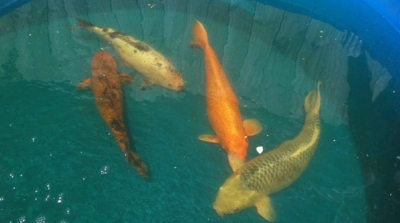 After Hours: Koi Fish