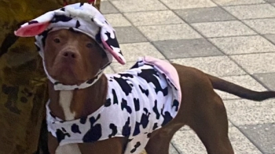 After Hours: Halloween Festivities for Furry Friends