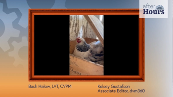 Bash Halow's chicken.