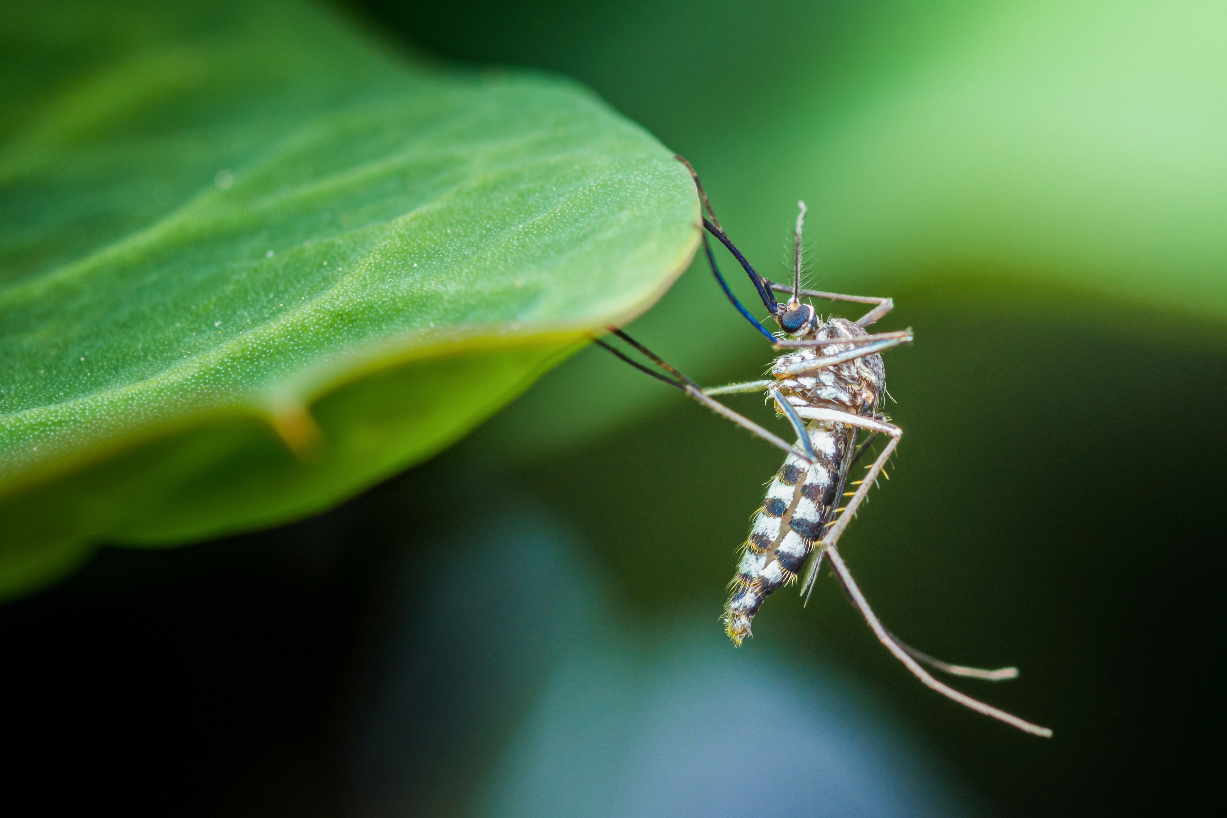 As Chikungunya Spreads Worldwide, FDA Halts Use of Only U.S.-Approved Vaccine