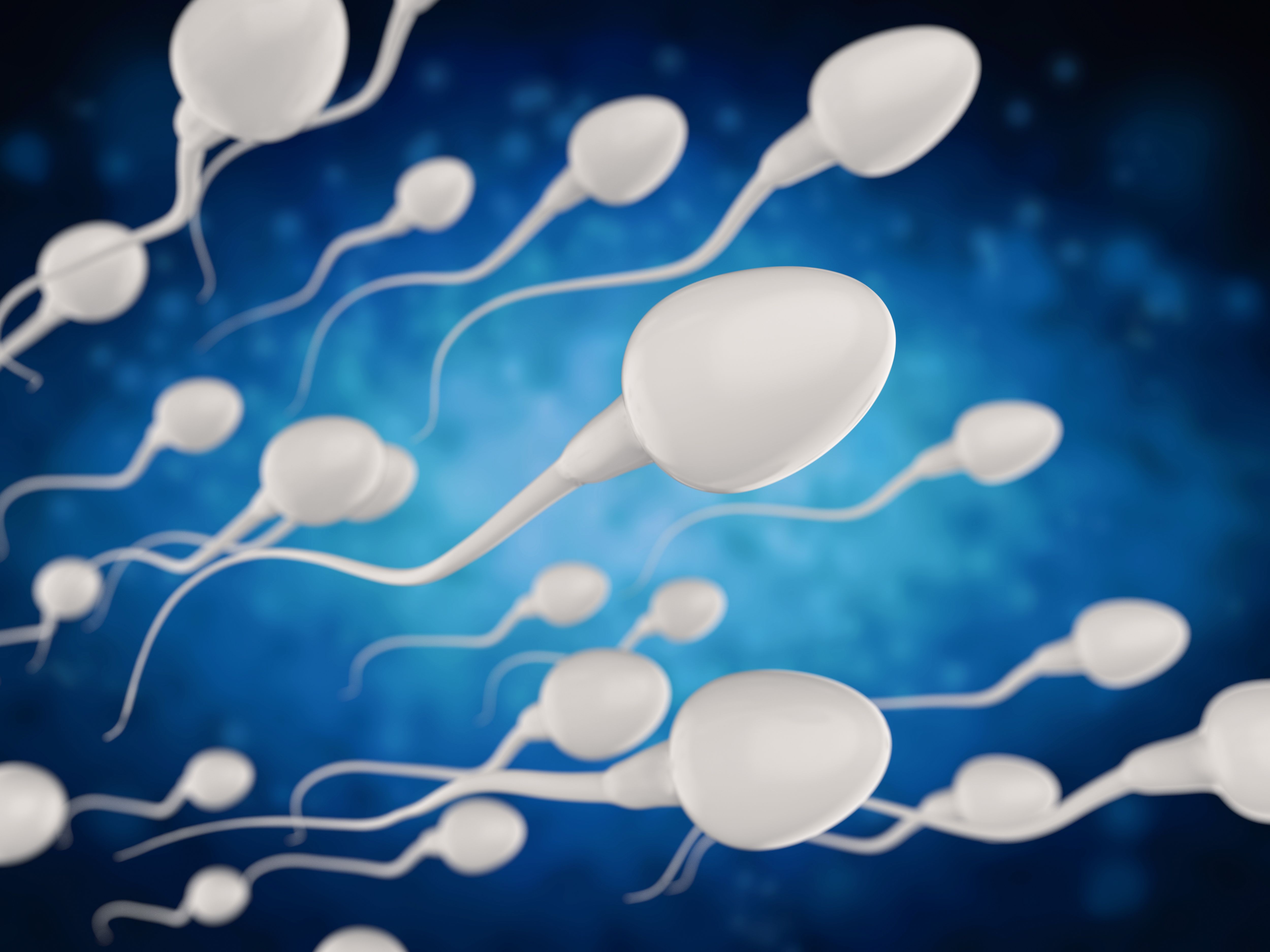 Кончина фото. Фотография сперматозоида. Сперматозоид быка. Сперматозоид под микроскопом. Молекула сперматозоида.