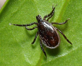 image of tick