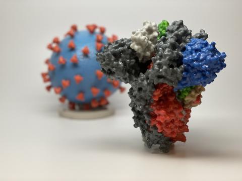 Prozac, antifungal drug inhibit SARS-CoV-2 in new study 