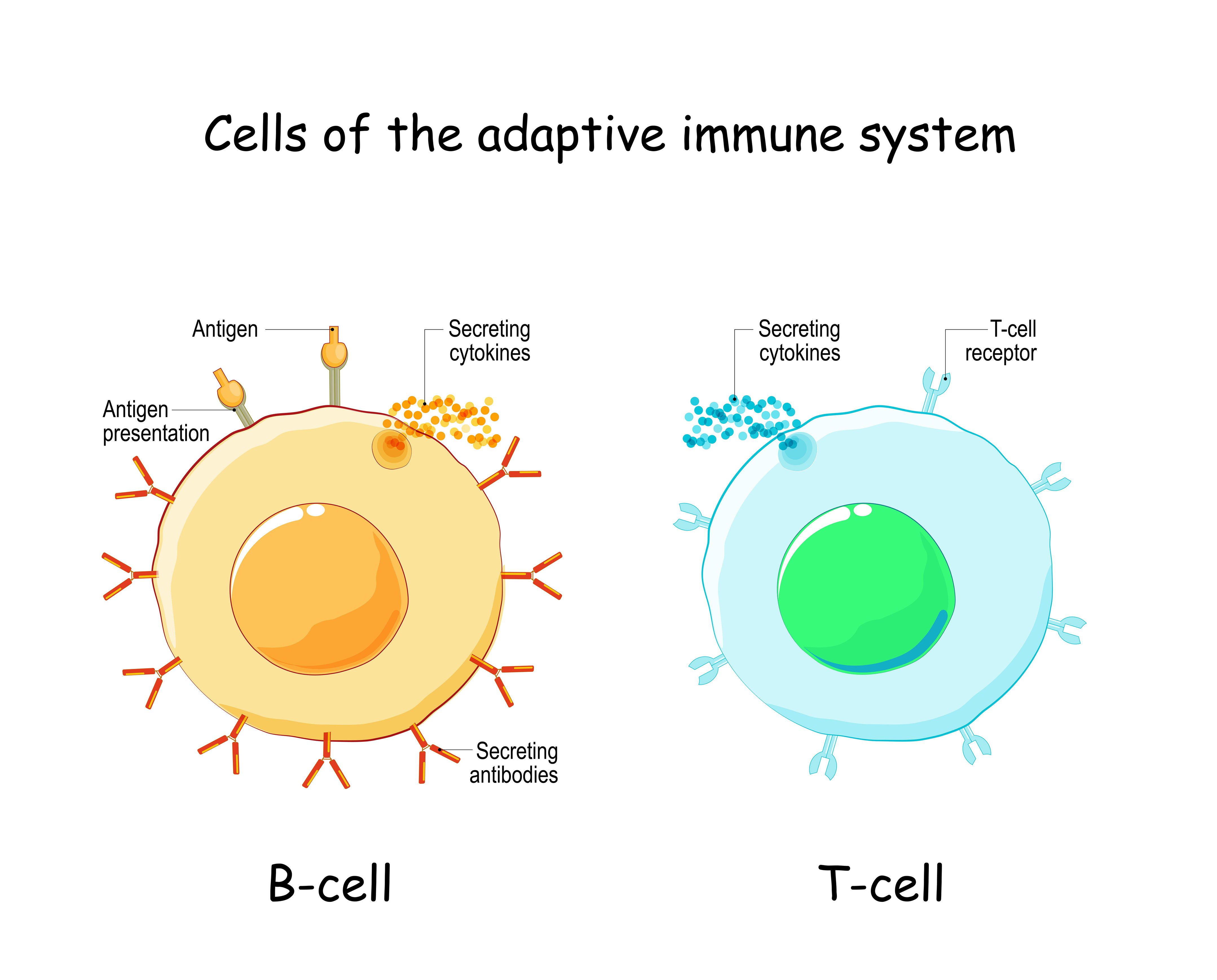 COVID-19 Vaccination And People With MS: T Cells Boosted, Antibodies ...