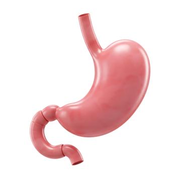 anatomical illustration of the stomach| image credit: ©Ozi stock.adode.com