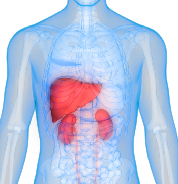 liver and kidney highlighted in red in bluish anatomical drawing | image credit: @magicmine stock.adobe.com