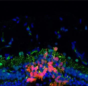Research aims to regenerate photoreceptors cells via stem cell-based therapy