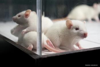 Widespread brain changes linked to chronic IOP elevation, affects cerebrovascular reactivity in murine visual cortex