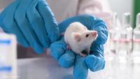 Study finds retinal progenitor cell injections improve outcomes in rat model of diabetic retinopathy