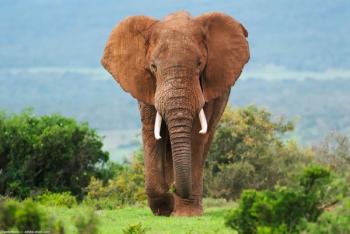 Image credit: ©peterfodor – stock.adobe.com