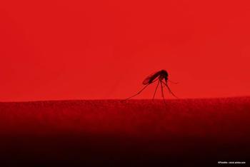 Optic nerve pallor proves prevalent in ZIKA virus patients, study finds