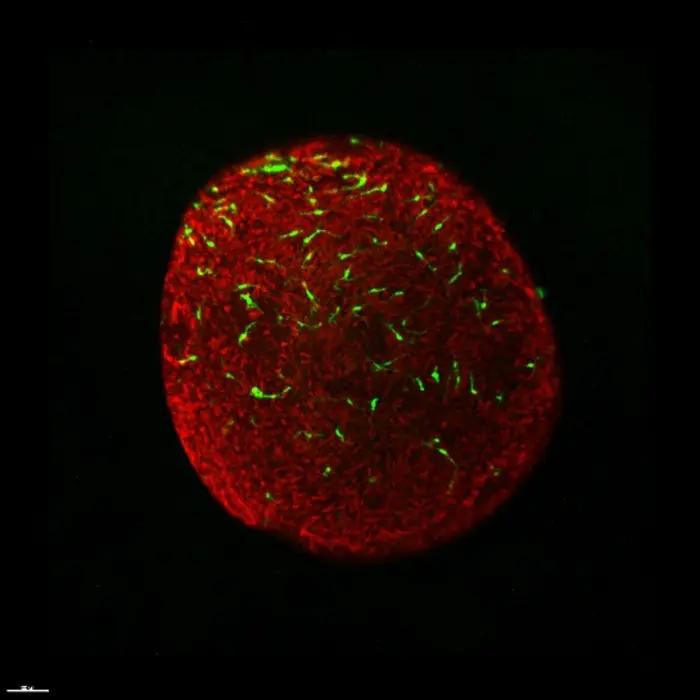  Functional microglia derived from human pluripotent stem cells in retinal organoids