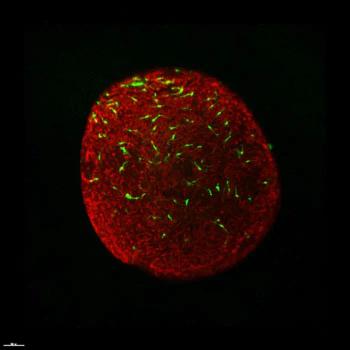 Functional microglia derived from human pluripotent stem cells in retinal organoids