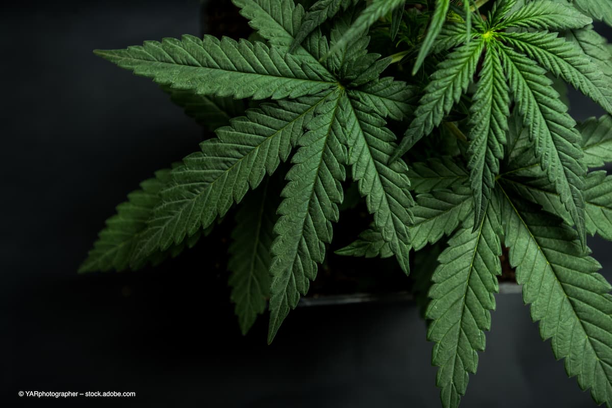 Cannabis may protect against postoperative proliferative vitreoretinopathy development