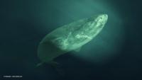 Long-lived Greenland sharks may point to new approaches for retinal disease