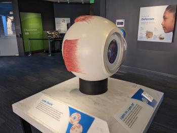 (Images courtesy of the Truhlsen-Marmor Museum of the Eye)
