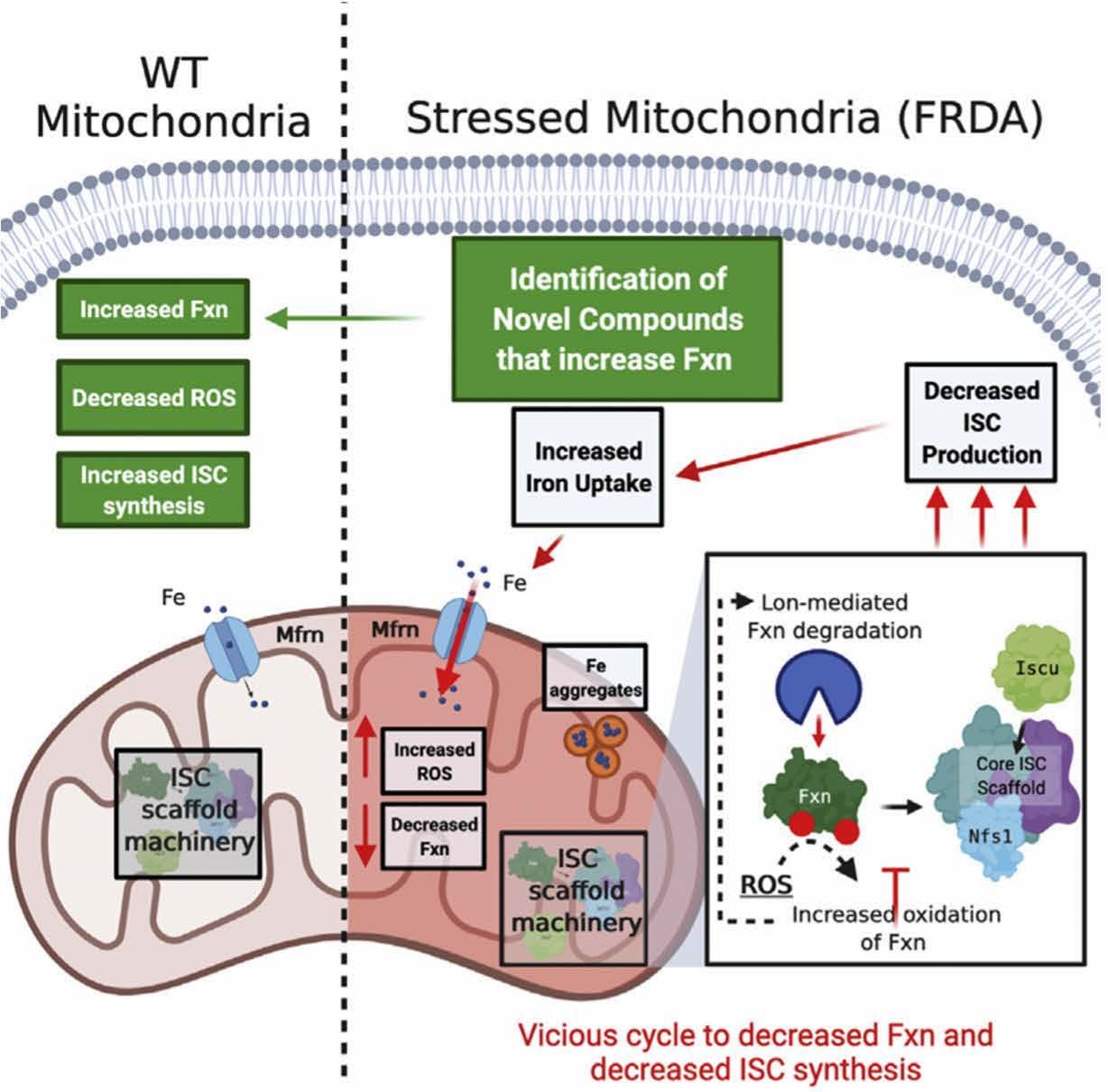 Click the image to enlarge.

FIGURE 2. FXN and ISC Assembly in Mitochondria9

FXN, a transcriptional target of NRF2, is critical for maintaining ISC assembly in the mitochondria. In FRDA, the characteristically diminished FXN levels result from aberrant NRF2 regulation. Compounds that increase FXN levels in FRDA cells can decrease ROS and increase ISC synthesis to delay disease progression.

Fe, iron; FRDA, Friedreich ataxia; FXN, frataxin; ISC, iron-sulfur cluster; Iscu, iron-sulfur cluster assembly enzyme; Nfs1, L-cysteine desulfurase; NRF2, nuclear factor erythroid 2-related factor 2; ROS, reactive oxygen species; WT, wild-type.

Figure reprinted with permission from Hackett PT, Jia X, Li L, Ward DM. Posttranslational regulation of mitochondrial frataxin and identification of compounds that increase frataxin levels in Friedreich’s ataxia. J Biol Chem. 2022;298(6):101982. doi:10.1016/j.jbc.2022.101982