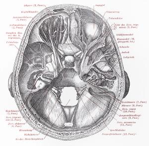 “©Niku/Shutterstock.com”