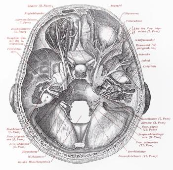 “©Niku/Shutterstock.com”