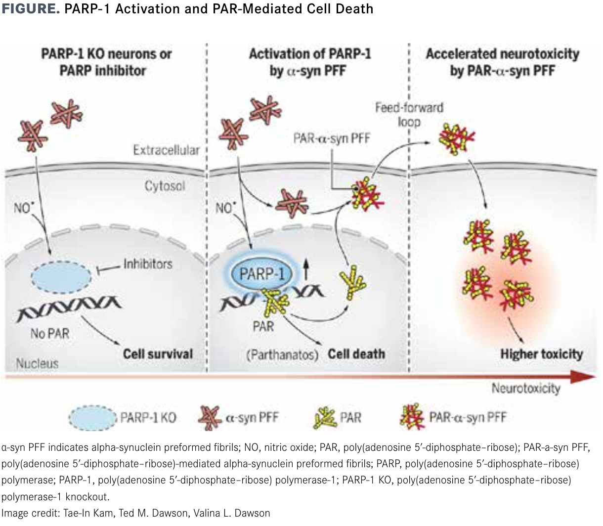 Парп 1. PARP ингибиторы. Синуклеин. Parkinson disease α-syn. Parthanatos Cell Death.
