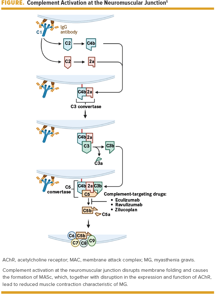 Complement Inhibition in Myasthenia Gravis