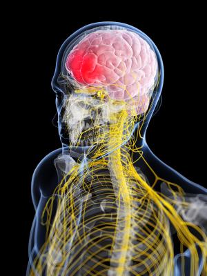 ©Sebastian Kaulitzki/Shutterstock.com