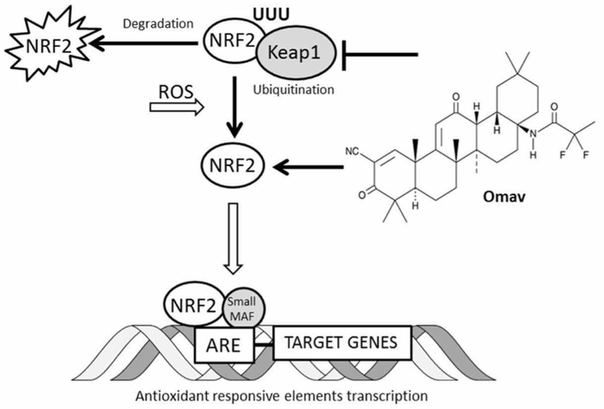 Click the image to enlarge.

FIGURE 1. TNRF2 Pathway Regulation8

The NRF2 pathway regulates cytoprotective pathways by activating antioxidant defenses upon NRF2 binding ARE sequences in target genes. Omav promotes NRF2 activity by preventing Keap1 from ubiquitinating NRF2 and targeting it for degradation.

ARE, antioxidant responsive element; Keap1, Kelch-like ECH-associated protein 1; MAF, musculoaponeurotic fibrosarcoma oncogene homolog; NRF2, nuclear factor erythroid 2-related factor 2; Omav, omaveloxolone; ROS, reactive oxygen species.

Figure reprinted with permission from Abeti R, Baccaro A, Esteras N, and Giunti P. Novel Nrf2-inducer prevents mitochondrial defects and oxidative stress in Friedreich’s ataxia models. Front Cell Neurosci. 2018;12:188. doi:10.3389/fncel.2018.00188