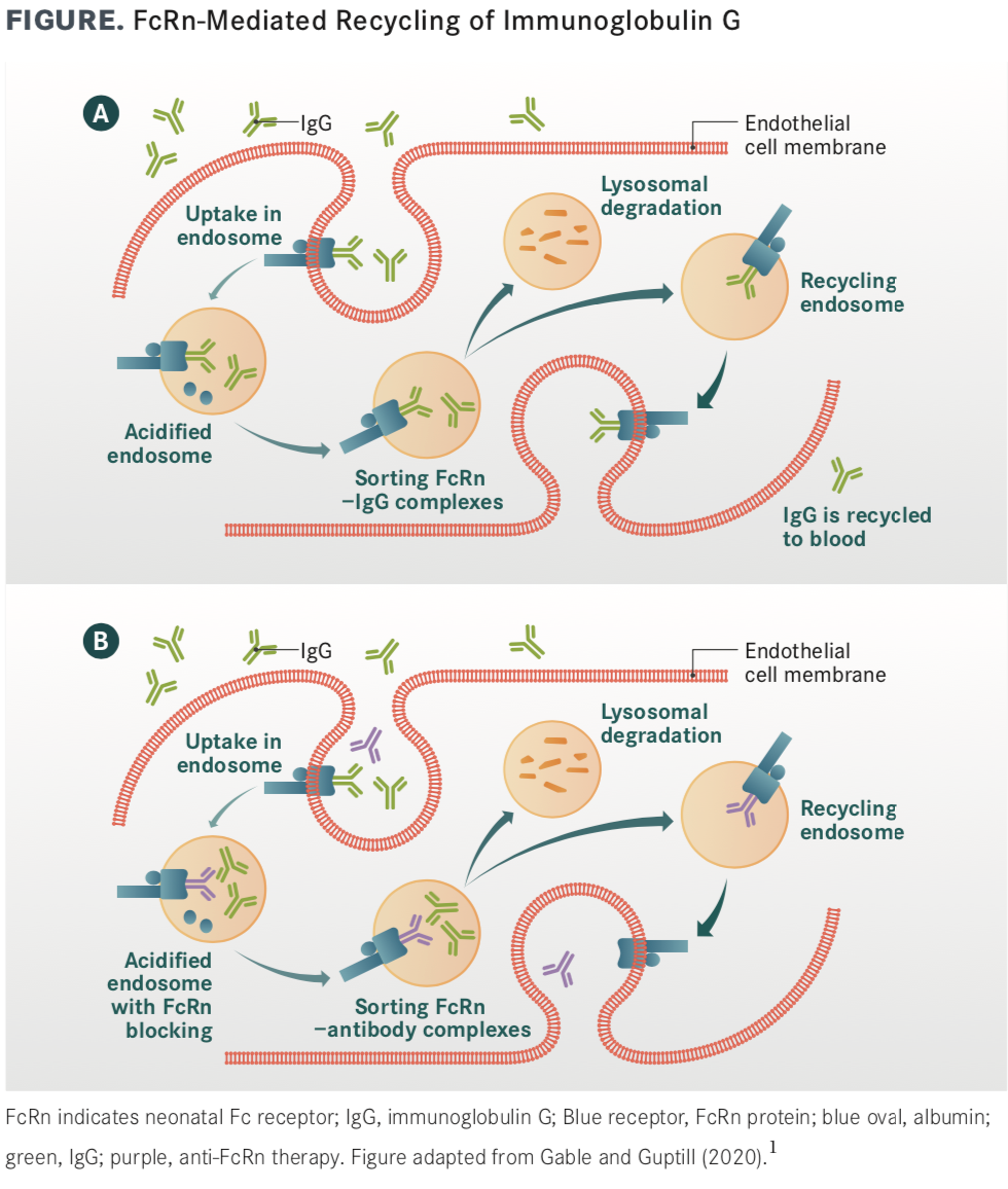 Targeting The Neonatal Fc Receptor In Myasthenia Gravis