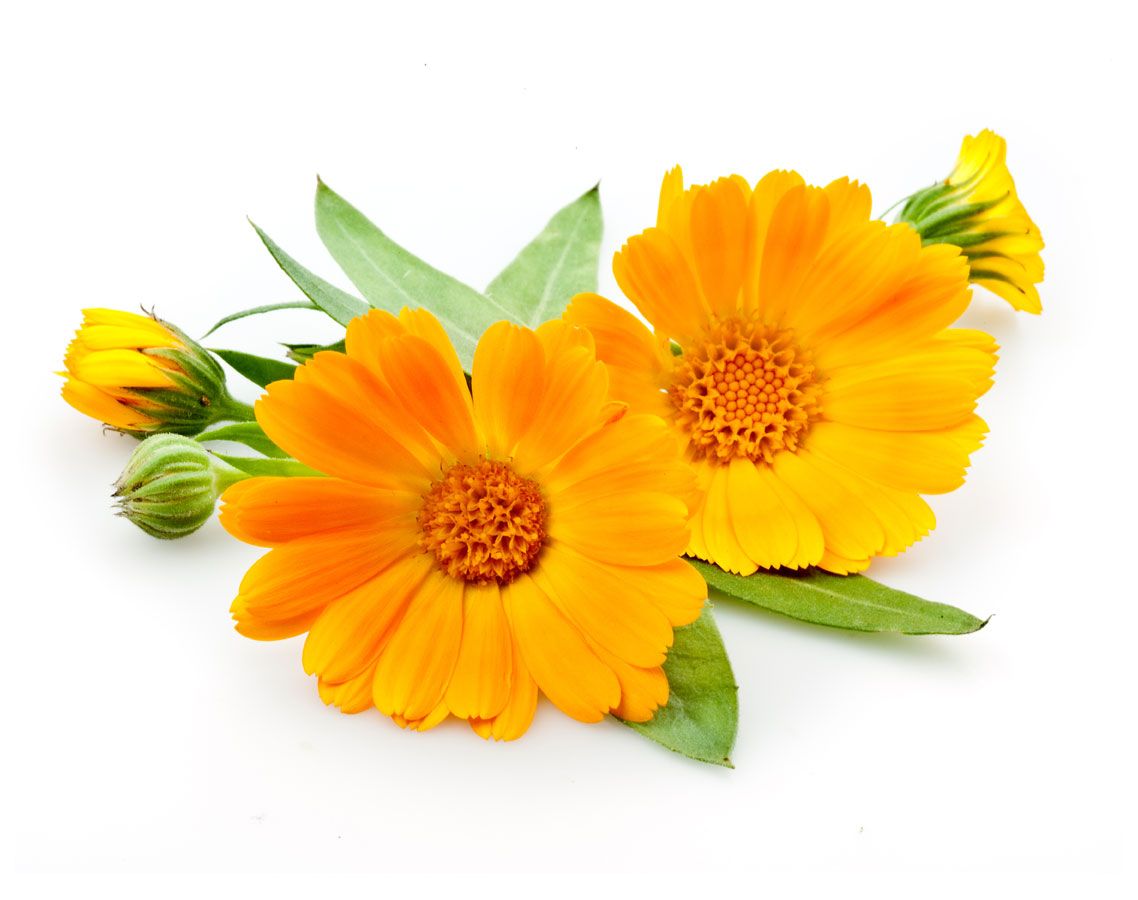 Calendula