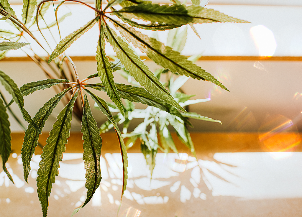 New Study Says Cannabis May Prevent COVID