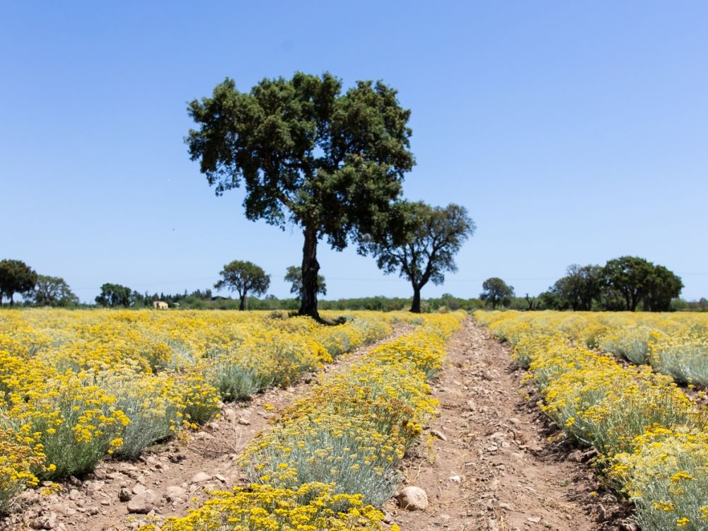 hero Immortelle TRIP USA DAY2 LoicLegros 3