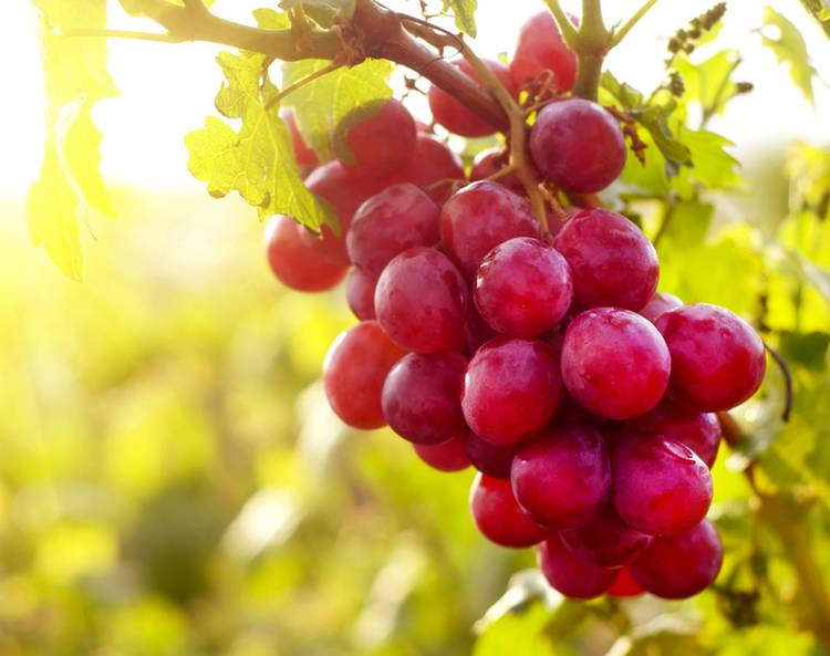 Resveratrol