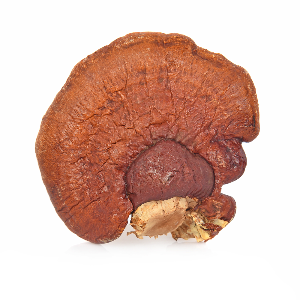 Reishi