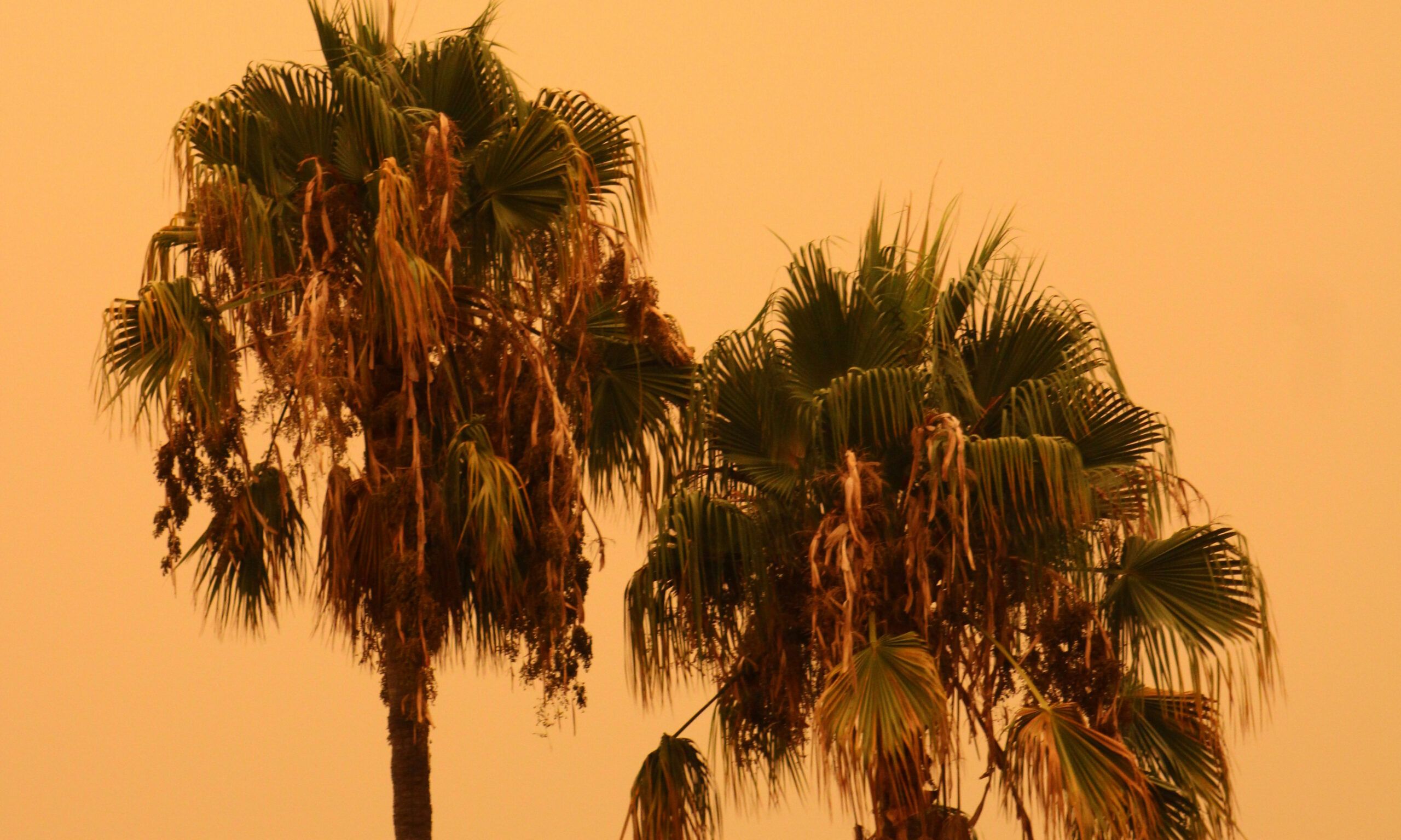 palm trees against a fire orange sky