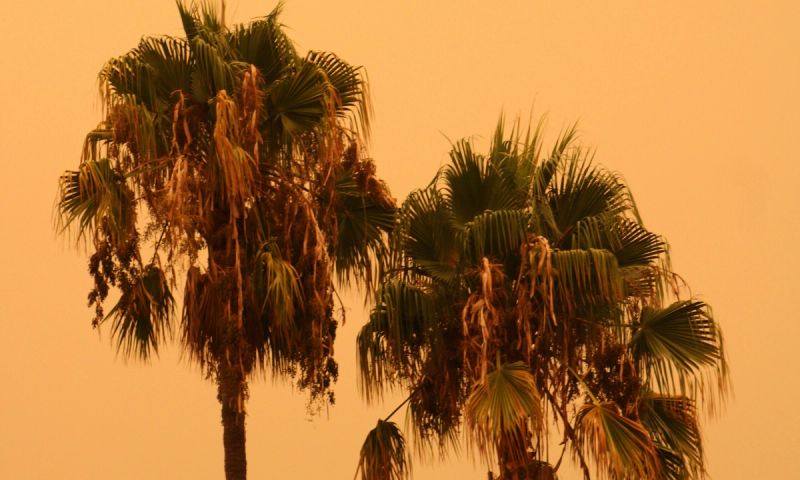 palm trees against a fire orange sky