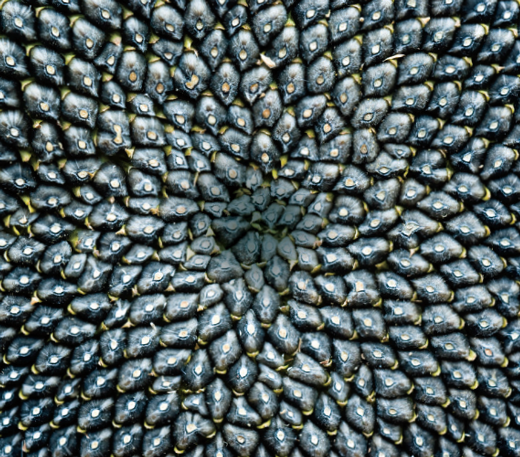 5. Sunflower Seeds