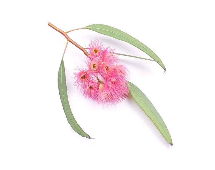 Eucalyptus Flower
