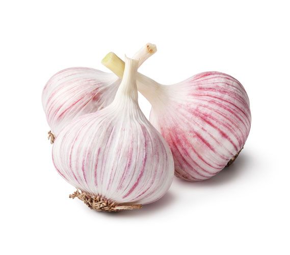 Garlic