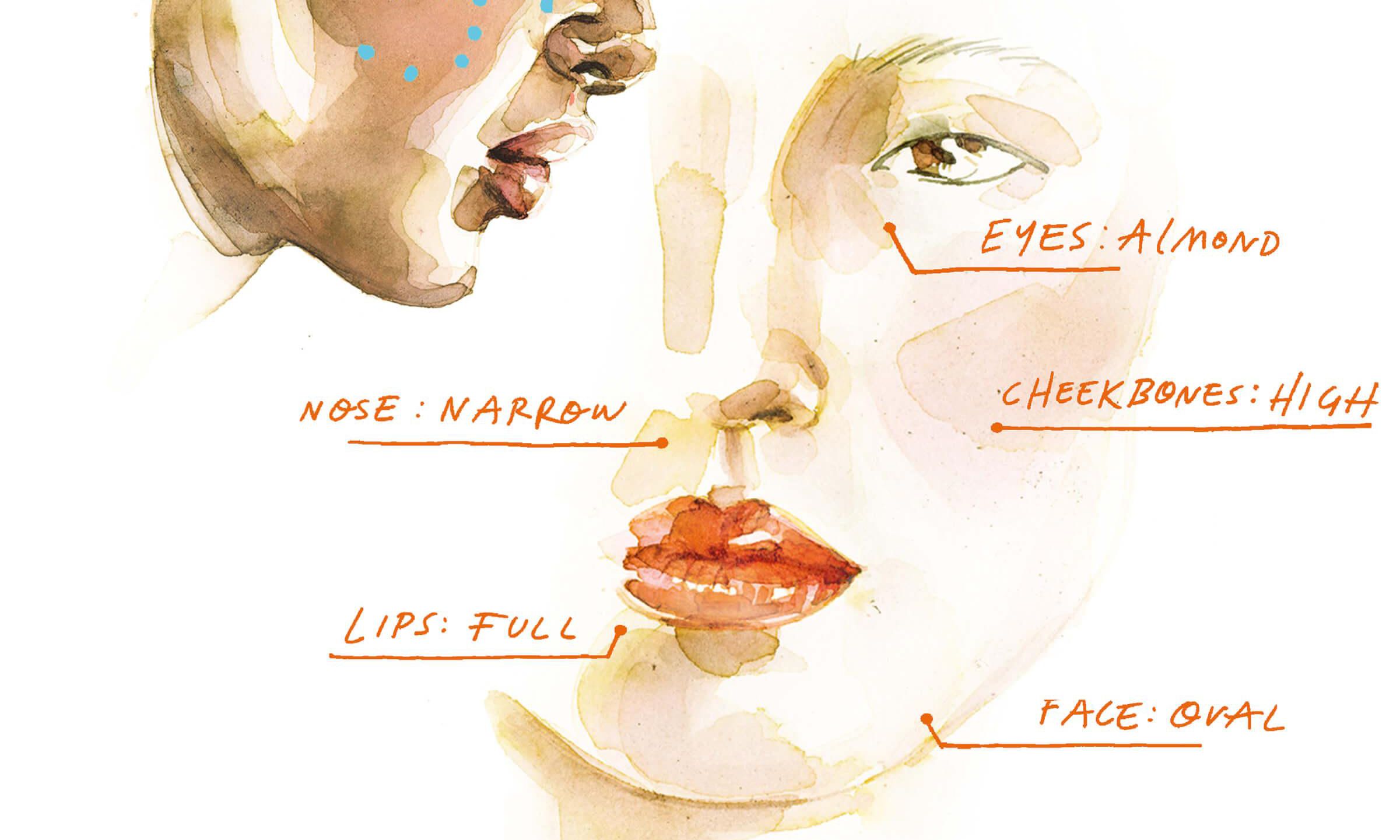 illustration of face anatomy